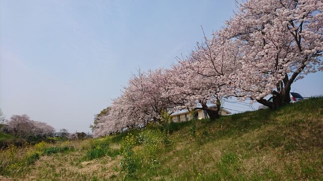 そろそろ満開のはず。気晴らし花見第二弾。