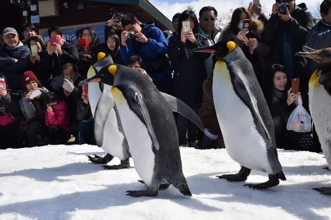 雪上をペンギンが散歩する！南極なら当然なんでしょうが、日本の動物園ではここだけでしょうか？冬のMELで海から帰ってくるペンギンを見ましたが、あれは普通の砂浜。<br />HPを見ると、雪が少ないと散歩は取りやめ？とか。幸いにも今年の3月末は、雪はまだありました。今は休園中だそうですね。G.W.には再開しますが、ペンギン散歩の雪は無いでしょうね。<br />新千歳空港からレンタカーを利用して、札幌（泊）・・・旭川・・・札幌（泊）・・・小樽・・・新千歳空港返却の行程でした。小樽のG.S.で安い所がありました。