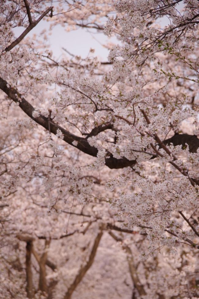 旅行記のトップ画面もピンクに染まる季節です。<br /><br />さて、日中の花見としては最後になりそうな。。平日仕事なので当然ですが。<br /><br />なぜココを知らなかったのだろう。混雑必須なので気にも留めていなかったかもしれない。職場の方に教えていただきました。<br /><br />ココは木津川と宇治川の間にあります（宇治川の北側は桂川）。<br /><br />昼は人が多そうなので、ちょっと時間をずらして15時半くらいにつきましたが、まだまだたくさんの人が訪れておりました。<br /><br />昨年の台風21号で倒木してしまった桜の樹もありますが、残った桜は元気にたくさんの花を咲かせていました。<br /><br />こちらは京阪電車八幡市駅から北上したところにあります。距離はありますが（背割れの全長よりは短いです）1本道を北上するだけですからアクセスはいいです。もちろん車でもアクセスはいいです。車でのアクセスがいいということは渋滞が発生するということは言わずもがなですから、近場の駐車場は使用禁止になっています。電車でのアクセスとなります。