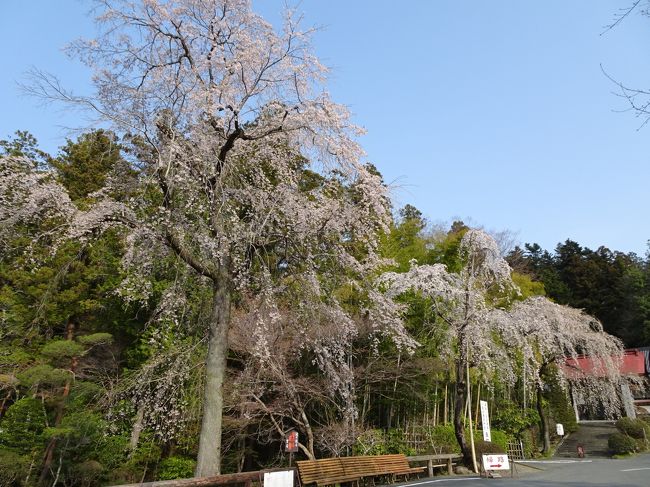 埼玉県・奥秩父の両神山(標高1723m)に登ってきました。<br />ちょうど桜が見頃だったので、下山後は秩父、長瀞、熊谷で満開の桜を見物しました。<br /><br /><行程><br />高尾4:28→4:35八王子4:45→5:19東飯能5:34→6:24西武秩父/御花畑6:37→三峰口6:57(JR+西武+秩父鉄道)<br />三峰口7:48→8:06薬師の湯8:15→日向大谷口8:50(小鹿野町営バス)<br />日向大谷口8:50-9:59清滝小屋10:01-10:42両神神社-11:01両神山11:52-12:10両神神社-七滝沢コース-14:22日向大谷口(登山)<br />日向大谷口15:10→15:42薬師の湯15:45→西武秩父駅16:34(小鹿野町営バス)<br /><br /><日本百名山登山記録><br />https://4travel.jp/travelogue/11346539