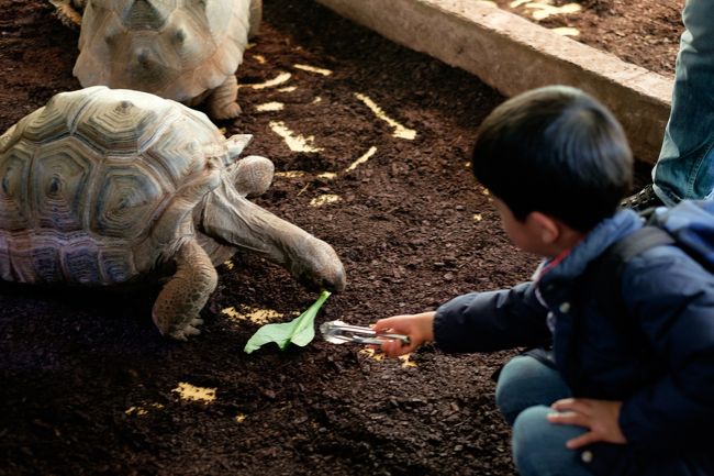 伊豆への卒園旅行は1泊2日、長男の大好きな生きものづくしの旅。<br />1日目は念願のizoo(爬虫類オンリーの超マニアックな動物園!)でトカゲやカメやヘビと戯れ、2日目はシャボテン公園でカピバラ温泉に癒されました^^<br /><br />宿泊は「伊豆高原ファミリーリゾートホテル M倶楽部」へ。クチコミどおり、子連れファミリーには最高に居心地よいホテル。<br /><br />関東では桜が満開の週末だったので、伊豆でもどこかでお花見できないかな~と探した結果、伊豆高原の桜並木が有名ということがわかり、帰る前にお花見散歩も♪