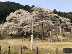 根尾谷薄墨桜　満開　4月7日