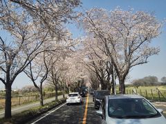 横浜海軍道路でこの３ｋｍの桜吹雪が目に入らねぇかぁ！