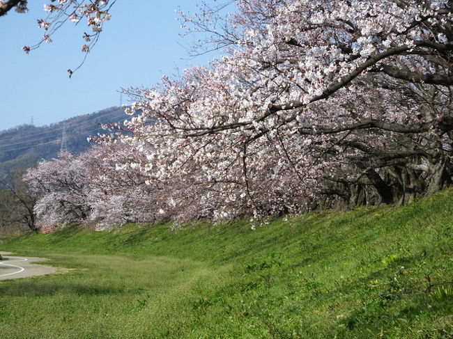 京都の桜巡り そに二は<br />伏見を中心に回りますが本日の行程は<br />八幡背割堤の桜⇒伏見長建寺⇒伏見水路⇒本教寺⇒御香宮神社⇒妙満寺⇒正伝寺<br />となります。<br />八幡の背割提の桜は、京都の桜名所で十位に入りました。<br />連日各新聞に掲載されたりTVで放送されたり展望台も出来てたくさんの人がお見えでした。<br />昨年9月の台風の影響で数本の大木と他の枝が伐採されて過去を知る方にしたら寂しい風景となっています。<br />背割提や伏見水路ともウエデイング姿が数組撮影していて申し訳ないけど邪魔でした。<br />妙満寺はしだれ桜は咲いていたものの献木の紅しだれ桜はまだつぼみでおそらく今日(8日)は見頃になっていると思います。