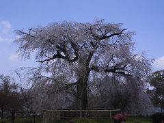 「京都・東山へのお花見散策」