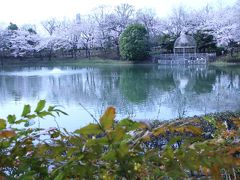 間に合った見頃のカッパ伝説のある近所の公園の桜～薄曇りの中でホワイトバランスを変えて遊びながら