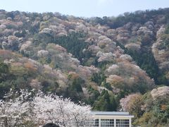 「雅」山桜　神子の山桜２０１９　リベンジ達成！！