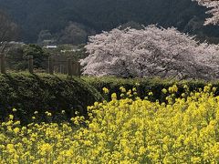 明日香村 満開の桜と悠久の風