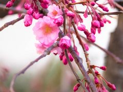 江戸　彼岸さくら　　小さくて　可愛いさくらでした！　川西　高原寺