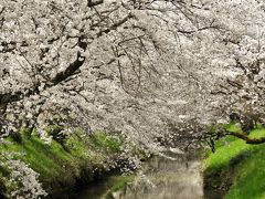 丹波花めぐり　その②　黒井川の桜堤