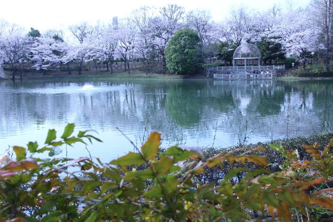この週末の撮影散策は４月５日の金曜日に前泊して４月６日の土曜日に１日過ごしたズーパラダイス八木山動物園がメインでしたが、あいにく仙台では桜は開花したばかりで、八木山ともなると、桜はまだすべてつぼみで、全く咲いていませんでした。<br />でも日曜日は骨休みと週末の用事をすませる日にしたので、その用件の合間に、自転車で５分程度の近所ですが、桜が特に自慢できる公園に、桜の撮影散策をすることができました。<br />わずかに花が散り始めた満開でした。<br />今年2019年の関東周辺の桜の開花宣言はあまりに早かったのですが、満開の桜にあふれた景色を見逃さずにすみました。<br /><br />天気は、土曜の方がずっと晴れていたようで、日曜日は朝から薄曇りでしたが、午前中は、雲間から少し日が差していて、日差しの下での桜撮影ができそうだとほっとしていまました。<br />ところが用件の合間に、さあ撮影に出かけようという午後２時過ぎになって、空がすっぽり雲で覆われ、日が差さなくなってしまい、がっかりしました。<br />満開の桜は肉眼で見る限りは曇天でもすばらしいものでしたが、カメラの液晶で確認できる桜は、暗すぎました。<br />桜のような花びらが薄い花は、やはり日差しのもとで撮りたかったです。<br />ホワイトバランスを曇りモードにして暖かみを出そうとしましたが、これはいっそ、わざと違うモードにして、変わった色合いの桜景色を撮ってみるのもいいかもしれないと思い、曇りモードと電球モードの２枚ずつ撮って遊んでみました。<br />写真を後から編集するのではなく、その場で撮りました。<br />比べるために同じ構図で２枚撮ったのですが、カメラ操作をしている時に、ずれて、微妙に構図が変わってしまうこともしばしば。<br />ところが、手がほんの少しずれて、ちょっとだけ違った構図の方が気に入って、もう一度撮り直したりもしたので、せっかち私が、否応なしに構図に丁寧に取り組むことができました。<br /><br />そして、そろそろ次の用件のために、隣の水鳥の池は途中までで切り上げようとした時になって、ああ、なんたる皮肉！<br />雲が薄れ、青空が現れ、太陽の光が差し込んで辺りはどんどん明るくなり、桜撮影に理想の天気になったではないですか。しかもで黄金色まじりの斜光でした。<br />いくつかの用件の途中で楽しみを追わず、用件をすべてすませてから、撮影散策に出ていれば……！<br />夕方もっと暗くなることを警戒したせいでしたが、キリギリス（※）の誤算でした。<br />（※）イソップ童話のキリギリスとアリの話のこと。<br /><br />でも、曇天でなければ、ホワイトバランスを敢えて外して、ノーマルでない色合いの写真と比べて遊ぼうとは思わなかったでしょう。<br />それに少しだけですが、晴れてからの桜撮影もできました。<br /><br />※メインの花見が再び近所の公園となったここ数年の旅行記<br />2018年３月25日<br />「満開まであと一息の桜散策～人混みに出なくてもゆっくり花見ができる近所の公園にて」<br />https://4travel.jp/travelogue/11342316<br /><br />2017年４月８日＆４月10日<br />「薄曇りの桜満開の公園は幻想的な世界」<br />http://4travel.jp/travelogue/11231717<br /><br />※同じ近所の公園のこれまでの旅行記のURL集は末尾にまとめました。<br />