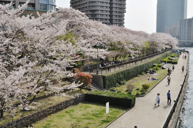 東京のウオーターフロント。<br />江東区の運河・深川さくらまつりの大横川。<br />そして、隅田川の河口に近い、<br />佃公園と石川島公園周辺の桜ポイントを巡りました。