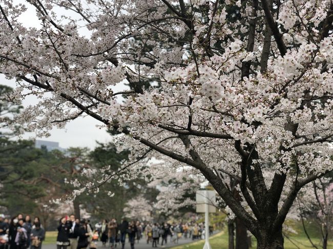 「皇居・乾通り一般公開」千鳥ヶ淵、毛利庭園、吉高の大桜と平成最後に各所の花見を堪能してきました