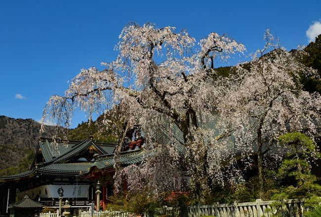 西山温泉の慶雲館は源泉掛け流しの温泉が素晴らしいと評判が高い。この宿に泊まるツアーがあったので参加した。慶雲館では期待通り、温泉と食事を満喫した。<br /><br />サクラの名所を回ったが、丁度、満開や見頃の時に巡り会った。その中で実相寺のエドヒガンザクラは樹齢1800-2000年と伝えられ、日本最古のサクラである。さらに、身延山久遠寺のしだれ桜は樹齢400年の古木で迫力があった。<br /><br />快晴の空の下、富士山も綺麗だった。宿泊したホテル鐘山苑からは日の出時の富士山を撮影できた。さらに忍野八海ではコバルトブルーの池と富士山の取り合わせが見事だった。