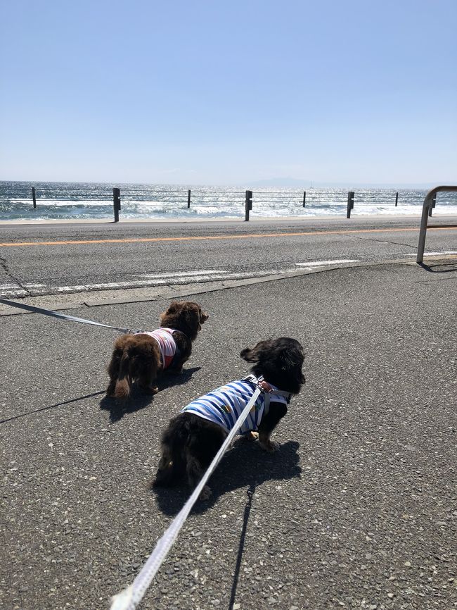 先月、愛車ビートルが納車&#10084;️<br />ドライブに行きたいねーってことで<br />愛犬と一緒に大好きな伊豆へお出かけ&#127800;