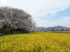 藤原宮跡に咲く菜の花と桜