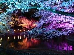 衝撃的でもあった幻想的な夜桜ライトアップ♪　東海市大池公園の昼から夜まで