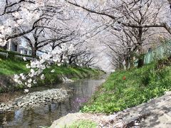 20190406　桜ざんまい　～ 山崎川 → 平和公園 → 愛学大（日進） → 五色園 → 御用水跡街園 → 庄内緑地 → 鶴舞公園 ～