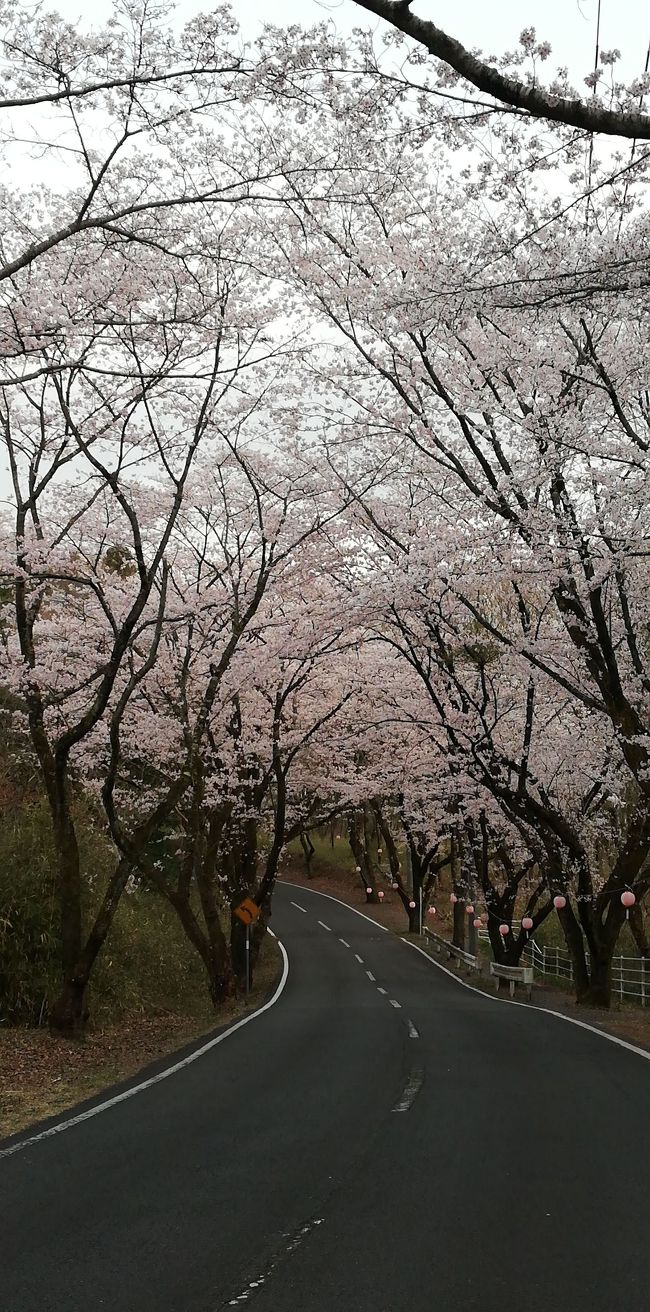 笠間市の北山公園周辺の桜もいいかんじで桜のトンネル作ってます。