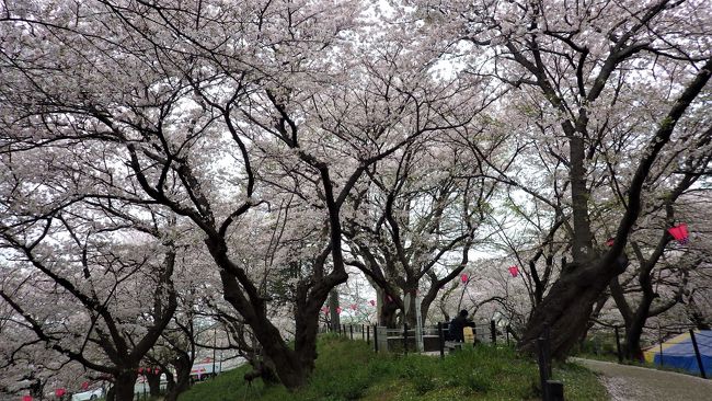 有名な権現堂桜堤の桜、２０１９年は４月６、7日土日あたりが満開でした。<br />しかもお天気も良いという予報で絶好のお花見日和・・・<br /><br />う～ん、絶対激混みだね、と思って６日のホームページをのぞくと<br />「朝の7時には第一駐車場が満車になっております」<br />と書かれていて、その混雑ぶりに恐れをなしてしまいました。<br />ちなみに８日月曜日の天気は曇りで肌寒い予報。<br /><br />それなら、ほとんどの人が天気の良い土日に行くだろう、と読んで、<br />１日ずらして月曜日に行くことにしました。<br /><br />晴の激混み間違いなしの土日より、曇りの平日を選んだのです。<br /><br />さて読みは当たるのか？<br /><br /><br />