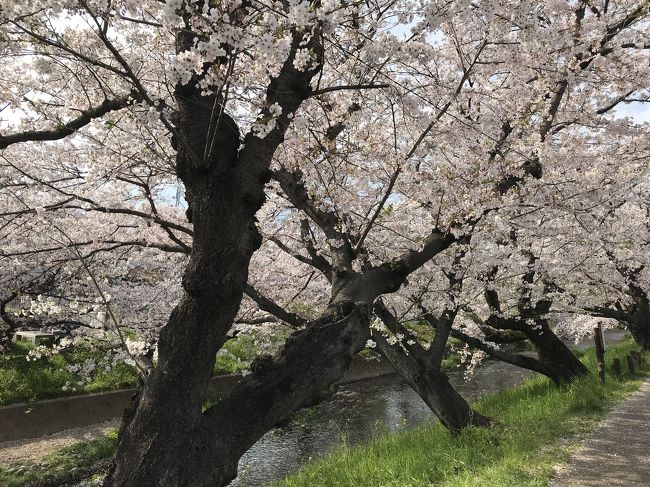 愛知県下でも有名な桜の名所です。