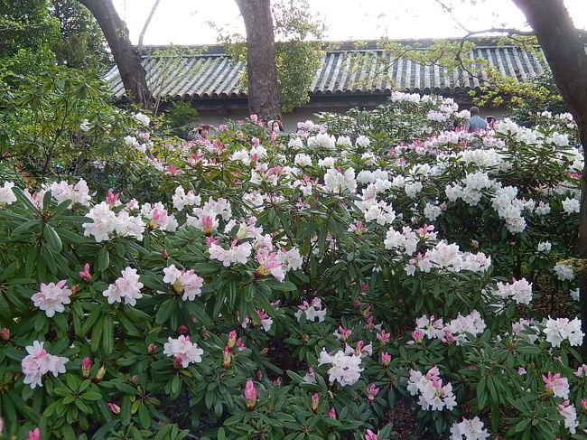 4月6日、午後3時過ぎに二の丸庭園を見た後、本丸跡、天守台へ行きました。本丸跡では天守台付近でオオシマザクラ、富士見多聞付近でアカボシシャクナゲ、ヒカゲツツジ、ヤマザクラが見られ、本丸休憩所前の芝生でソメイヨシノが見られました。<br /><br /><br /><br />*富士見多聞付近で見られたアカボシシャクナゲ