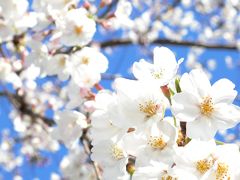 2019年 4月　神奈川県・横浜　今年は地元でお花見♪