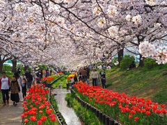 桜とチューリップの饗宴　江川せせらぎ緑道