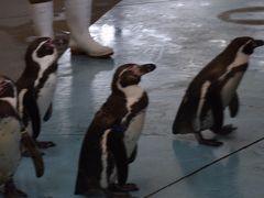 巡るJapan　三重　ジジと孫の二人旅　鳥羽水族館