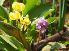 春の花を探して　草戸山から城山カタクリの里へ日帰りハイキング