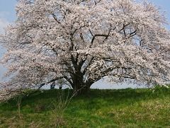 名無しの桜を再訪