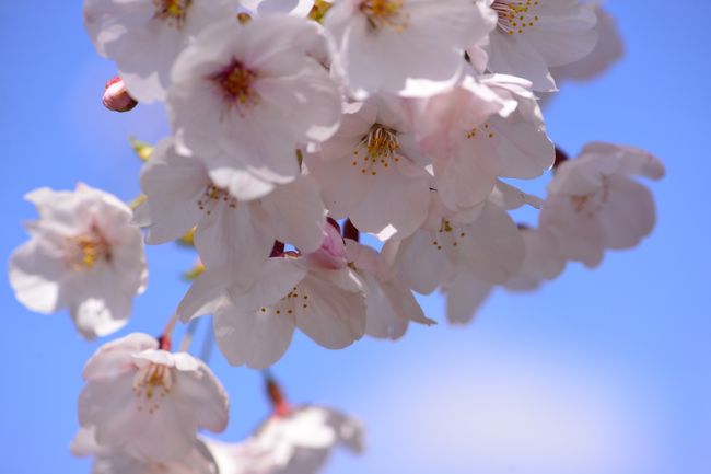 名古屋に桜の開花宣言が出されて桜の季節だ！と思ったのもつかの間。<br />桜前線は足踏み状態。<br />近くの工場の桜並木の桜祭りもほぼつぼみの状態で開催。<br />おまけにお祭り当日にはあられも降ってきました。<br /><br />昨年の桜祭りは落花さかんな中で行われたので、今年は一週間時期を早めたらまだつぼみ。<br />桜のご機嫌はなかなか難しそうです。<br /><br />今年は近所の桜を集めてみました。