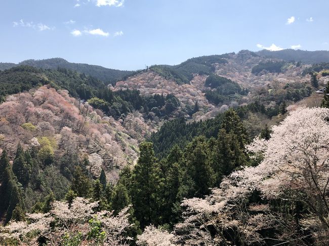 奈良県吉野へ、桜を見に行ってきました。<br />早朝雨で、あきらめるしかないかと思ったけれど、6時半頃から晴れてきて、やっぱり行くことに。<br />昨年ネットで、柳屋さんの「とろろ昆布海苔の巻き寿司」というのがおいしくて有名と知り、吉野駅でさがしてもなくて駅員さんに聞いたら、親切にも携帯で調べてくれ。<br />吉野駅の少し手前の吉野口駅だと言われ、電話して帰りに寄って買いました。<br />その時お店の人に、朝の電車時刻を言ってもらえれば、駅で渡すからと言われ。<br />凄くおいしくて、今年は吉野で桜を見ながら食べようと、天王寺で吉野行きに乗るときに電話したら、前日に言ってもらわないとだめと言われ。<br />しかたなくまた帰りに寄って買うことに。<br /><br />地下鉄駅は天王寺、近鉄駅は阿部野橋、大阪は同じ場所なのに違う名前の駅がいくつもあり、ちょっとやっかい。<br />阿部野橋からすでに、この人も吉野桜だな・・という感じの登山服装とリュックの熟年の方々が大勢。<br />今週は特急に臨時便が出ています。<br />吉野口駅では、柳屋さんのお寿司を買う人の為にやや長い停車時間で、アナウンスでせかしながらも駅員さんも温かい。<br />吉野駅を降りれば例年通り、いくつもの柿の葉寿司屋さん、中千本までのバスも。<br /><br />昨年は運休していたロープーウェイが今年は再開。<br />リニュアルして、桜花の塗装もかわいい。<br />乗れば3分に450円は痛いけれど、上に上がってから上千本まで歩くので、ここは足を温存して乗ることに。<br />20人余りをぎゅうぎゅうに乗せて上へ。<br />2台でピストン、1台22人として約一万円。<br />1時間で20回、×7時間としても、帰りに乗る人は少なくなるとは言え、１日１２０～130万は固い×日数。<br />何人ものスタッフはいるが、桜の期間だけで凄い売り上げだな。<br />秋の紅葉の季節もきれいと聞いたけれど、やはり稼ぎ時は桜の時、1年分をここで濃縮と言う感じだね。<br /><br />あっという間に上に上がり、そこからは様々なお店や試食、お寺・神社に気を取られながら寄りながらのうちに、鳥居をくぐり左に曲がって吉水神社へ。<br />ここは秀吉も愛でた、絶対に外せない一番の絶景の場所。<br />毎年同じだが、毎年感動し、また来られたことに感謝。<br />そして中千本・上千本へ。<br />HPでは7分咲きとのことでしたが、行けば昨日に満開とのことで、今日来て良かった。<br /><br />初めて来た年に奥千本まで歩き、それ以後は上千本の広場で食べて帰ることにしています。<br />ちょうどお昼ごろ、ここで柳屋さんの時雨寿司食べたかったな・・<br />創業明治44年という、あの味を知ってしまったら、駅前や途中で売っている柿の葉寿司は買う気はしない。<br />来年は絶対にと思いつつ、持ってきたおやつあれこれを食べて。<br />様々な桜を愛でながらの帰り道は午後1時ごろ。<br />旗を持った添乗員率いる団体や個人もどっと増え、上がる人下る人、道はごった返していて、早めに来て良かった。<br /><br />帰りはくねくねと曲がる道を歩き駅へ。<br />吉野口で降りて、食品店前の道を行き橋を渡って道角の柳屋さんへ。<br />今年は連絡なしのいきなりで行ったのですが、それでも快く作ってくれました。<br />駅に戻れば普通列車が来るまでしばし時間が。<br />待合室に何人もいるけれど、2時近く、我慢できずにここで昼食。<br />税込み　480円、とろろ昆布の優しさと、アサリと千切りショウガの時雨煮が入って、やっぱりおいしい!!!<br />あっ、吉野行き　青の交響曲シンフォニーが止まりました。<br />中はとっても素敵らしく、いつか乗ってみたいね。<br />歩いて食べて心地よい微振動で眠くなりながら、天王寺に着きました。<br /><br /><br />