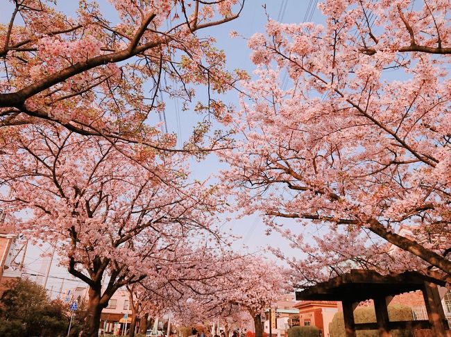 昨日は桜が満開のエリアが多かったのではないでしょうか(о´∀`о)<br />お天気良かったから浦安さんぽ、してきました♪