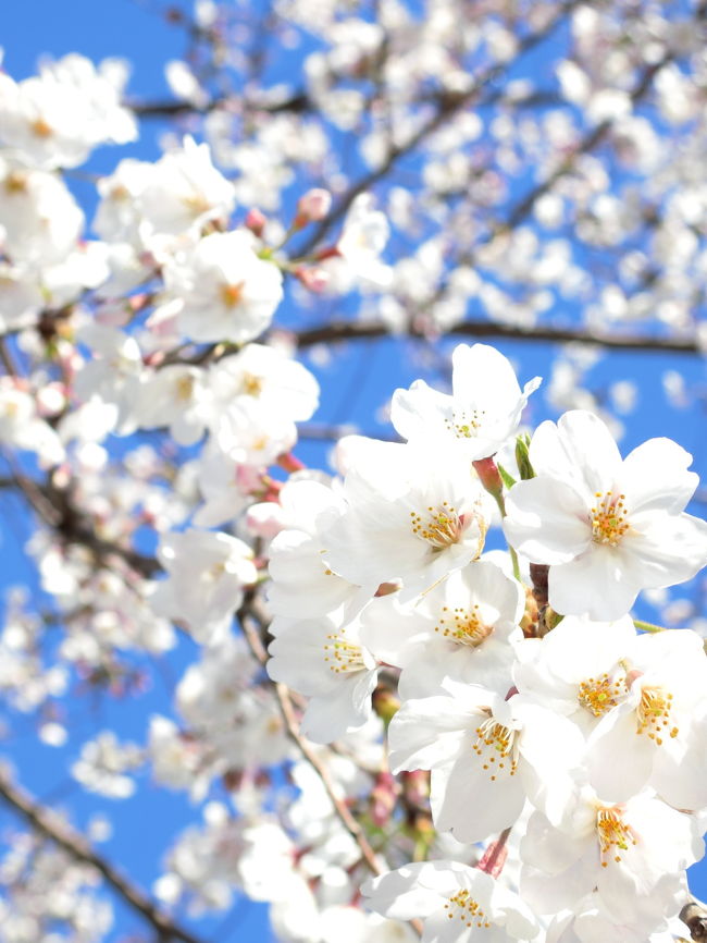今年は桜の開花から気温が低い日が続いて、満開になるまでも時間かかったけど、かなり長い間お花見が楽しめましたよね。<br /><br />地元横浜にある三ツ池公園は、日本さくら名所100選にも選ばれている絶好のお花見スポットなんですが、最寄りの鶴見駅からのアクセスも良くなく、そこまでメジャーな公園でもないのでお花見シーズンでも平日は結構のんびりとお散歩しながらお花見が楽しめる素敵な公園なんです。<br /><br />今年はそんな三ツ池公園や、京急神奈川駅そばの幸ヶ谷公園など地元横浜の桜を大満喫しました。<br /><br />振り返ると3年前の今頃はタイのメーサロンに、2年前はラオスに、去年は中国・青海湖にいた私。<br /><br />来年はどこにいるかにゃ～?<br /><br /><br />