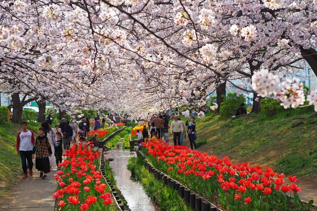 横浜公園のチューリップを慌ただしく鑑賞したあとお花見に訪れたのは江川せせらぎ緑道。桜並木とチューリップが一緒に観られる場所と知り昨年から気になっていた。<br />アクセスが少し面倒なので躊躇していると弟の会社の近くかもということで車で連れていってくれることになった。<br />普通の住宅街にあり地元の人の憩い散策路といった感じで観光化はもちろん桜祭りのようなイベントもない。<br />びっくりするほど美しくしっとりお花見できる穴場スポットでした。<br /><br /><br /><br />■江川せせらぎ緑道へのアクセス<br />JR小机駅から市バス０３系統「市が尾駅」行き乗車５分<br />「新川向橋」下車徒歩500ｍ（約6分）<br /><br /> 神奈川県横浜市都筑区東方町２６１あたり　Googleマップより<br /><br /><br />