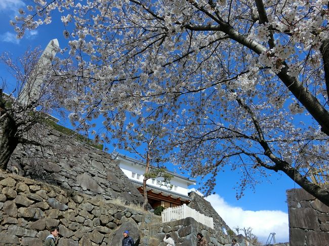 青春18きっぷで一人旅。甲府湯村温泉に泊まることと、山高神代桜を見ることが目的。2日間とも天気が良く、桜もほぼ満開ででとてもきれいでした。<br /><br />（1日目）舞鶴城公園、武田神社、甲府湯村温泉<br />（2日目）山高神代桜ウォーキング<br /><br />