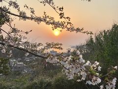 桜満開の鎌倉へ。