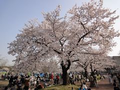 万博公園サクラ祭り2019　+とある休日の出来事（関西編Ver.9）