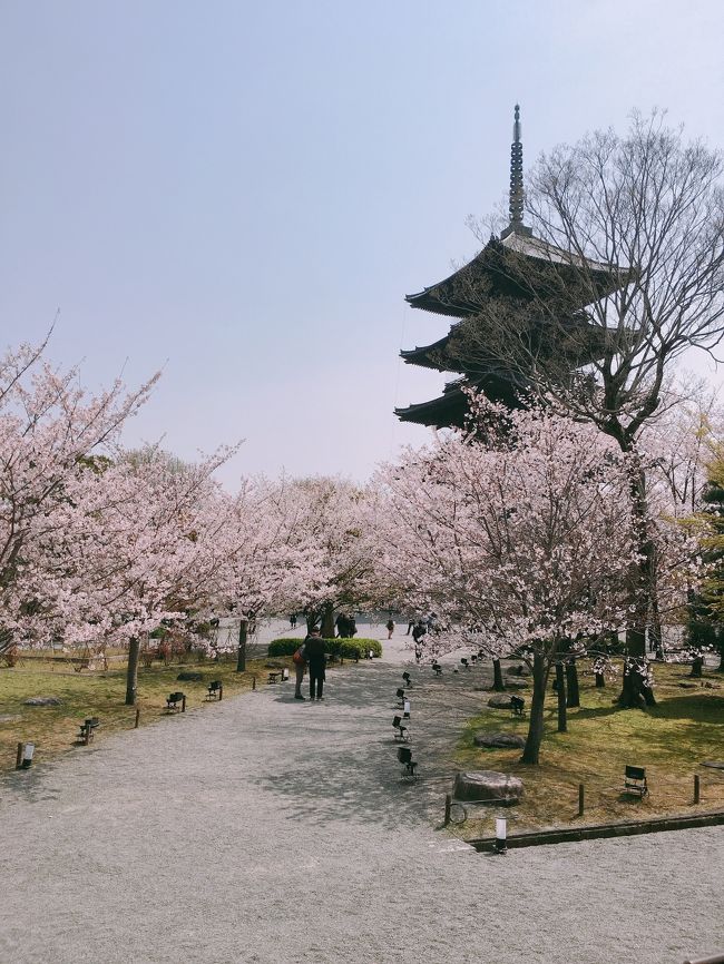 今回の旅も大好きな京都へ。3月の上賀茂神社で桜を見に来たいなぁと思ったのを実現してしまいました。ありがたや～・・・毎日、毎日桜の開花状況とお天気を確認しウキウキしながら、この日を待っていました！う～ん・・・京都の桜はやはり迫力が違うな～<br />