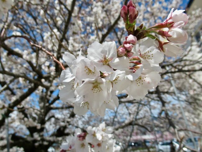 4月は山梨・笛吹での仕事からスタートした。<br />9時スタート（！）なので車集合だという。<br />一人じゃつまらないので、母を乗せていざ、笛吹へ。。。<br /><br /><br />快晴のお天気で中央道から眺める白い雪を被った富士山が美しい。<br />今年は寒かったので「桃」も「桜」もまだ早いかと思ったら<br />笛吹にも春は訪れていた。