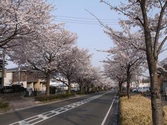 桜並木を見に秦野へ行ってきました・・・