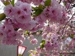 造幣局の「花のまわりみち」