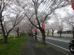 早朝ウォーキング花紀行・・・4・久喜市清久の三列桜並木