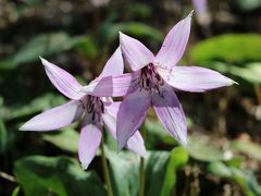 丹波の桜とカタクリの花を見に出かけてきました