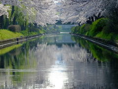 京都の桜巡り　その三！2019年