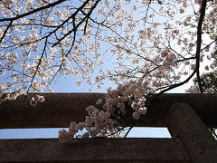 篠山城跡の桜と和久傳の森