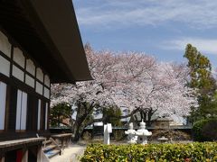 縁切り寺「満徳寺」のサクラ_2019_ほぼ満開、見頃です。（群馬県・太田市）