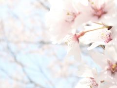 寿長生の郷 ～たねや・叶 匠寿庵～ 2019春、桜