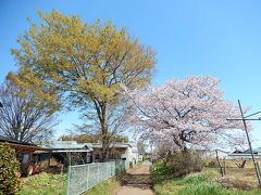 春爛漫の所沢市南永井の風景